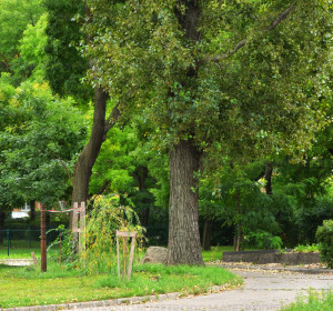 Újpesti Szabadság park, kikapcsolódásra tökéletesen alkalmas
