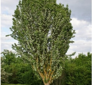 keleti gyertyán (Carpinus orientalis)