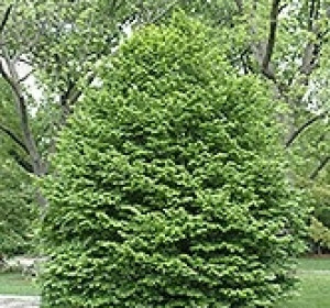 'Tahi' szárnyaltlevelű galagonya ( Cratægus pinnatifida 'Tahi')