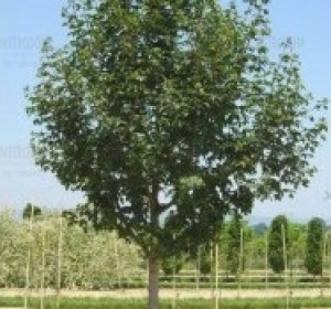 'Elsrijk' mezei juhar (Acer campestre 'Elsrijk')