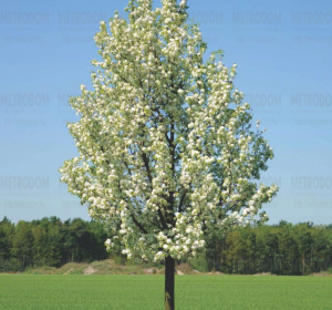 'Chanticleer' díszkörte (Pyrus calleryana 'Chanticleer')