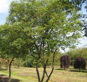 fanyarka (Amelanchier lamarckii)