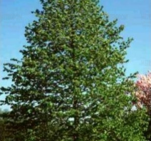 'Katlan' páfrányfenyő (Ginkgo biloba 'Katlan')