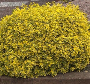 tarka repkénykecskerágó (Euonymus fortunei 'Emerald’n Gold')