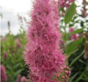 piros virágú gyöngyvessző (Spiraea × billardii)