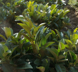 'Piri' babérmeggy (Prunus laurocerasus 'Piri')