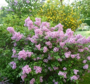 'Palibin' törpeorgona (Syringa meyeri 'Palibin')