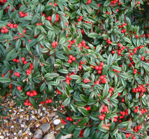 'Herbstfeuer' fűzlevelű madárbirs (Cotoneaster salicifolius 'Herbstfeuer')