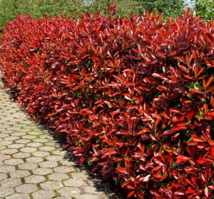 'Little Red Robin' hibrid korallberkenye (Photinia × fraseri 'Little Red Robin')