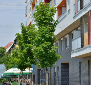Zöld területek az épületek előtt