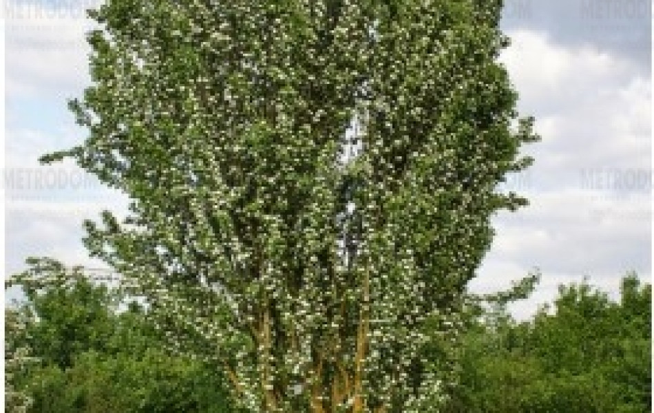 Oriental Hornbeam (Carpinus orientalis)