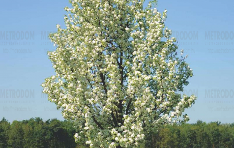 Callery pear (Pyrus calleryana 'Chanticleer')