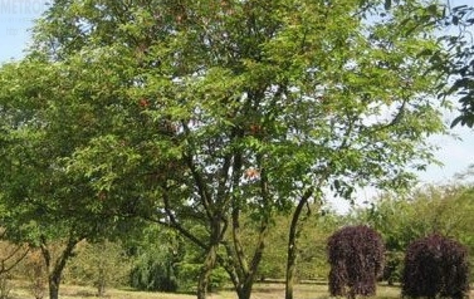 Juneberry (Amelanchier lamarckii)