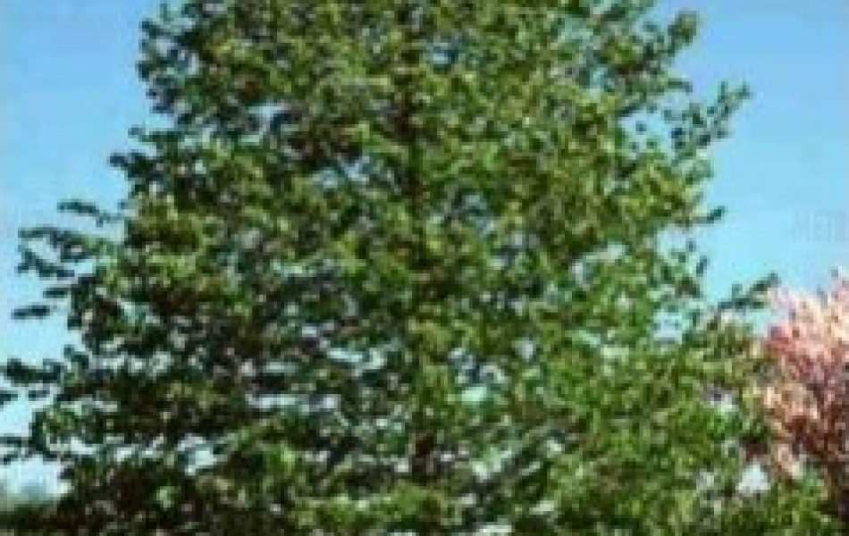 Ginkgo biloba 'Katlan' (Ginkgo biloba 'Katlan')