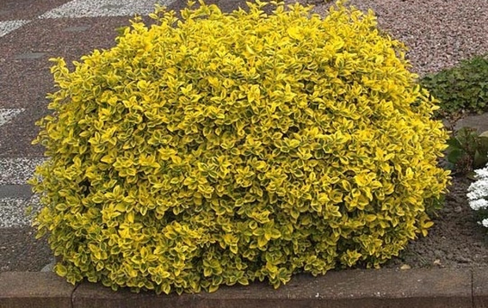 Euonymus fortunei 'Emerald’n Gold' (Euonymus fortunei 'Emerald’n Gold')