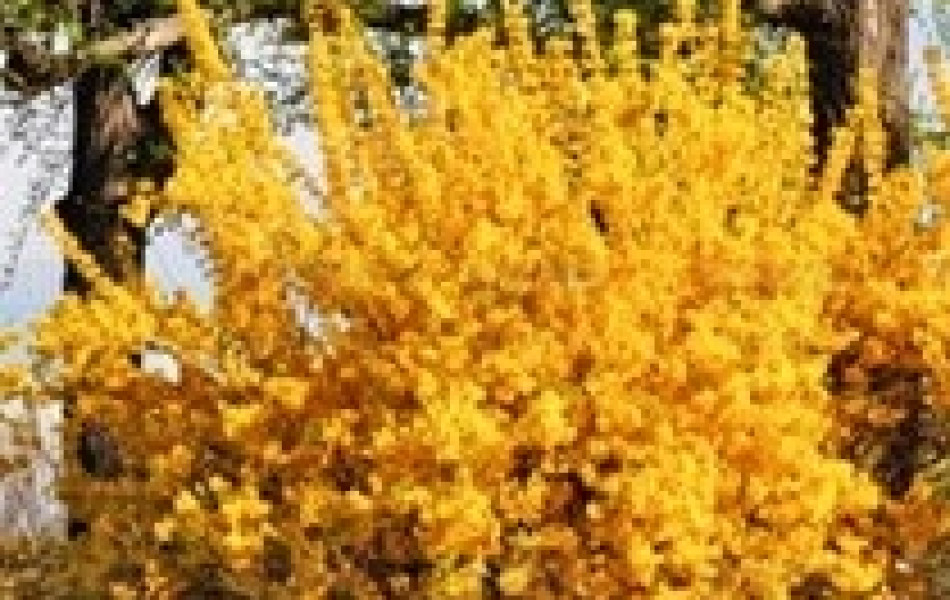 Forsythia (Forsythia x intermedia 'Minigold')