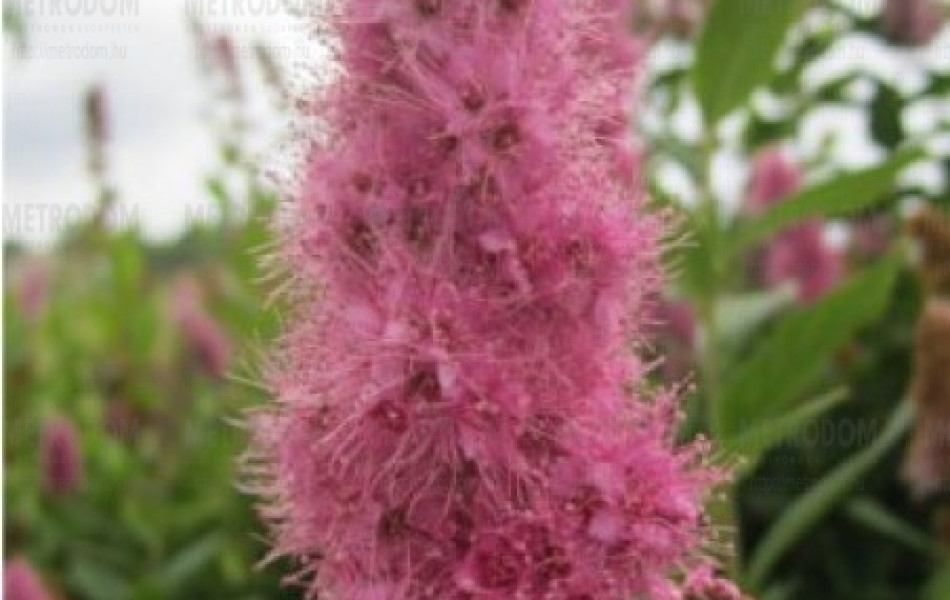 Spiraea (Spiraea × billardii)