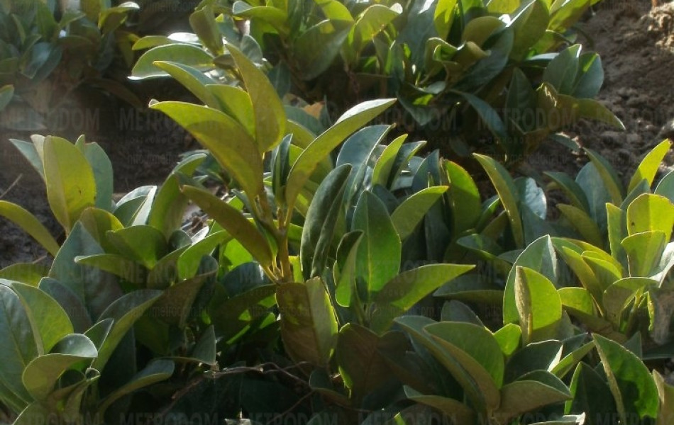 cherry laurel (Prunus laurocerasus 'Piri')