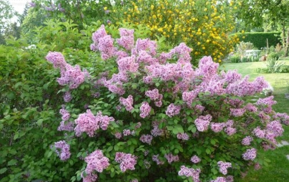 Meyer lilac (Syringa meyeri 'Palibin')