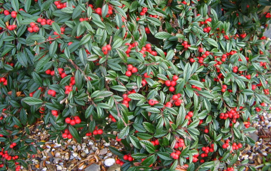 Cotoneaster salicifolius 'Herbstfeuer'