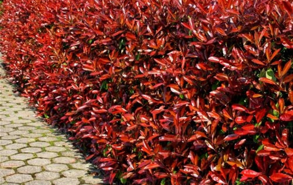 Photinia 'Little Red Robin' (Photinia × fraseri 'Little Red Robin')